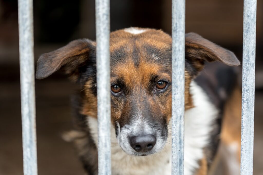 A dog at an animal shelter — illustrating a Singapore animal-cruelty sentencing case study
