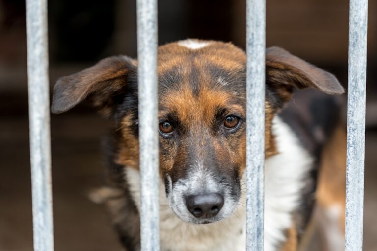 A dog at an animal shelter — illustrating a Singapore animal-cruelty sentencing case study